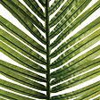 ATMOSPHERA - Tige de palmier artificiel H113cm - vignette