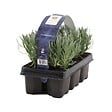 BLOOMIQUE - Lot de 1 - Lavandula Angustifolia - Plante de lavande - Plantes de jardin - H. 15-20 cm - vignette