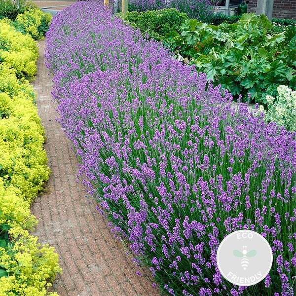 BLOOMIQUE - Lot de 1 - Lavandula Angustifolia - Plante de lavande - Plantes de jardin - H. 15-20 cm - large