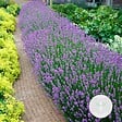 BLOOMIQUE - Lot de 1 - Lavandula Angustifolia - Plante de lavande - Plantes de jardin - H. 15-20 cm - vignette