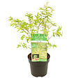 BLOOMIQUE - Acer palmatum 'Butterfly' - Érable du Japon - Feuillage panaché - H. 40-50 cm - P. 15 cm - vignette