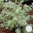 BLOOMIQUE - Acer palmatum 'Butterfly' - Érable du Japon - Feuillage panaché - H. 40-50 cm - P. 15 cm - vignette