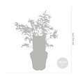 BLOOMIQUE - Acer palmatum 'Butterfly' - Érable du Japon - Feuillage panaché - H. 40-50 cm - P. 15 cm - vignette