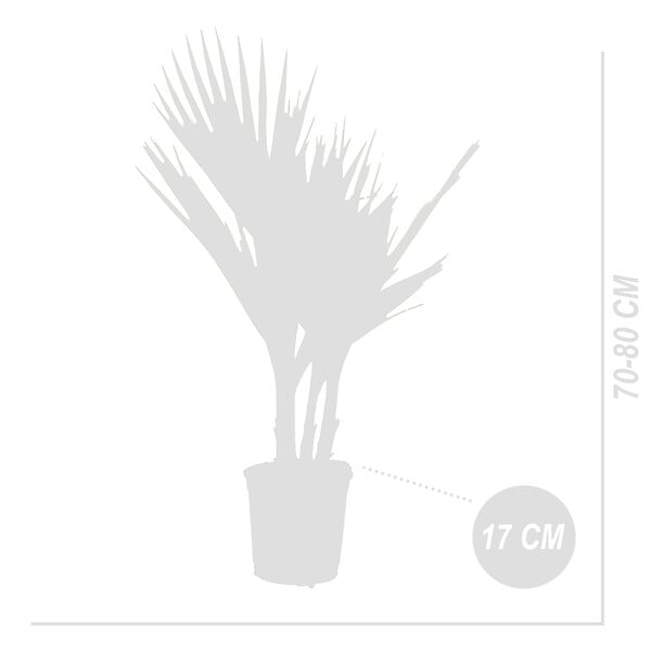 BLOOMIQUE - Washingtonia Robusta - Palmier éventail mexicain - Palmier rustique - H. 60-80 cm - P. 17 cm - large