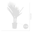 BLOOMIQUE - Washingtonia Robusta - Palmier éventail mexicain - Palmier rustique - H. 60-80 cm - P. 17 cm - vignette