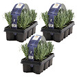 BLOOMIQUE - Lot de 3 - Lavandula Angustifolia - Plante de lavande - Plantes de jardin - H. 15-20 cm - vignette