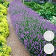 BLOOMIQUE - Lot de 3 - Lavandula Angustifolia - Plante de lavande - Plantes de jardin - H. 15-20 cm - vignette