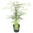 BLOOMIQUE - Acer Palmatum Emerald Lace - Érable du Japon - Feuillage vert - H. 50-70 cm - P. 19 cm - vignette