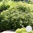 BLOOMIQUE - Acer Palmatum Emerald Lace - Érable du Japon - Feuillage vert - H. 50-70 cm - P. 19 cm - vignette