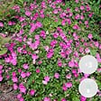 BLOOMIQUE - Lot de 3 - Geranium Sanguineum - Géranium sanguin - Rustique - Hauteur 10-20 cm - Pot 9x9 cm - vignette