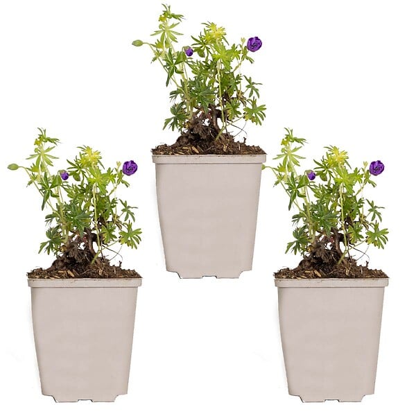 BLOOMIQUE - Lot de 3 - Geranium Sanguineum - Géranium sanguin - Rustique - Hauteur 10-20 cm - Pot 9x9 cm - large