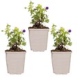 BLOOMIQUE - Lot de 3 - Geranium Sanguineum - Géranium sanguin - Rustique - Hauteur 10-20 cm - Pot 9x9 cm - vignette