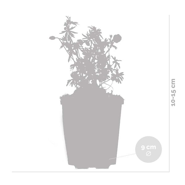 BLOOMIQUE - Lot de 3 - Geranium Sanguineum - Géranium sanguin - Rustique - Hauteur 10-20 cm - Pot 9x9 cm - large