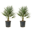 BLOOMIQUE - Lot de 2 - Chamaerops Humilis - Palmier nain européen - Palmier rustique - H. 60-70 cm - P. 19 cm - vignette