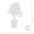 BLOOMIQUE - Lot de 2 - Chamaerops Humilis - Palmier nain européen - Palmier rustique - H. 60-70 cm - P. 19 cm - vignette