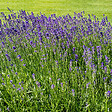 BLOOMIQUE - Lot de 3 - Lavandula Angustifolia 'Hidcote' - Lavande vraie - H. 10-20 cm - P. 9x9 cm - vignette
