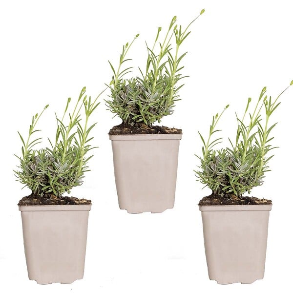 BLOOMIQUE - Lot de 3 - Lavandula Angustifolia 'Hidcote' - Lavande vraie - H. 10-20 cm - P. 9x9 cm - large
