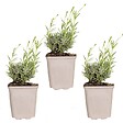 BLOOMIQUE - Lot de 3 - Lavandula Angustifolia 'Hidcote' - Lavande vraie - H. 10-20 cm - P. 9x9 cm - vignette
