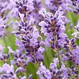 BLOOMIQUE - Lot de 3 - Lavandula Angustifolia 'Hidcote' - Lavande vraie - H. 10-20 cm - P. 9x9 cm - vignette