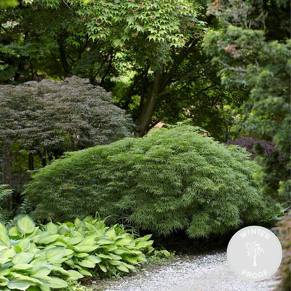 BLOOMIQUE - Acer palmatum Dissectum - Érable du Japon - Feuillage vert - H. 50-70 cm - P. 19 cm - large