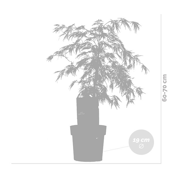 BLOOMIQUE - Acer palmatum Dissectum - Érable du Japon - Feuillage vert - H. 50-70 cm - P. 19 cm - large