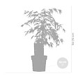 BLOOMIQUE - Acer palmatum Dissectum - Érable du Japon - Feuillage vert - H. 50-70 cm - P. 19 cm - vignette