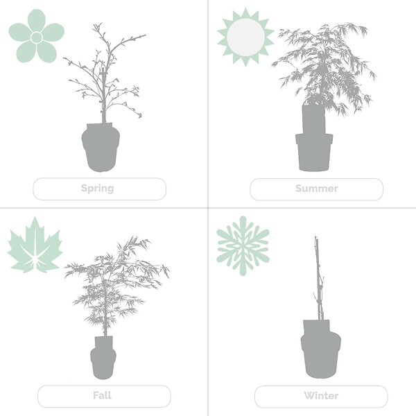 BLOOMIQUE - Acer palmatum Dissectum - Érable du Japon - Feuillage vert - H. 50-70 cm - P. 19 cm - large