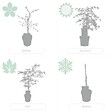 BLOOMIQUE - Acer palmatum Dissectum - Érable du Japon - Feuillage vert - H. 50-70 cm - P. 19 cm - vignette