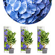 BLOOMIQUE - Lot de 3 - Hydrangea Macrophylla Early Blue - Hortensia - H. 20-30 cm - P. 10,5 cm - vignette