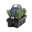 BLOOMIQUE - Lot de 2 - Lavandula Angustifolia - Plante de lavande - Plantes de jardin - H. 15-20 cm - vignette