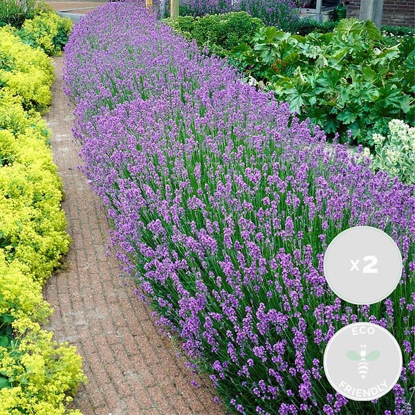 BLOOMIQUE - Lot de 2 - Lavandula Angustifolia - Plante de lavande - Plantes de jardin - H. 15-20 cm - large