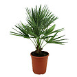 BLOOMIQUE - Chamaerops Humilis - Palmier nain européen - Palmier rustique - H. 70-80 cm - P. 21 cm - vignette