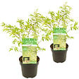 BLOOMIQUE - Lot de 2 - Acer palmatum 'Butterfly' - Érable du Japon - Feuillage panaché - H. 40-50 cm - P. 15 cm - vignette