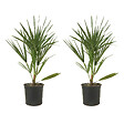 BLOOMIQUE - Lot de 2 - Chamaerops Humilis - Palmier nain européen - Palmier rustique - H. 40-50 cm - P. 15 cm - vignette
