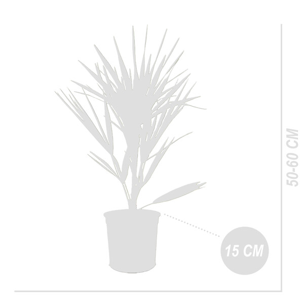 BLOOMIQUE - Lot de 2 - Chamaerops Humilis - Palmier nain européen - Palmier rustique - H. 40-50 cm - P. 15 cm - large