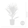 BLOOMIQUE - Lot de 2 - Chamaerops Humilis - Palmier nain européen - Palmier rustique - H. 40-50 cm - P. 15 cm - vignette
