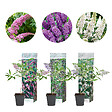 BLOOMIQUE - Lot de 3 - Buddleja Davidii - Arbre aux papillons - Rose, Violet, Blanc - H. 20-30 cm - P. 10,5 cm - vignette