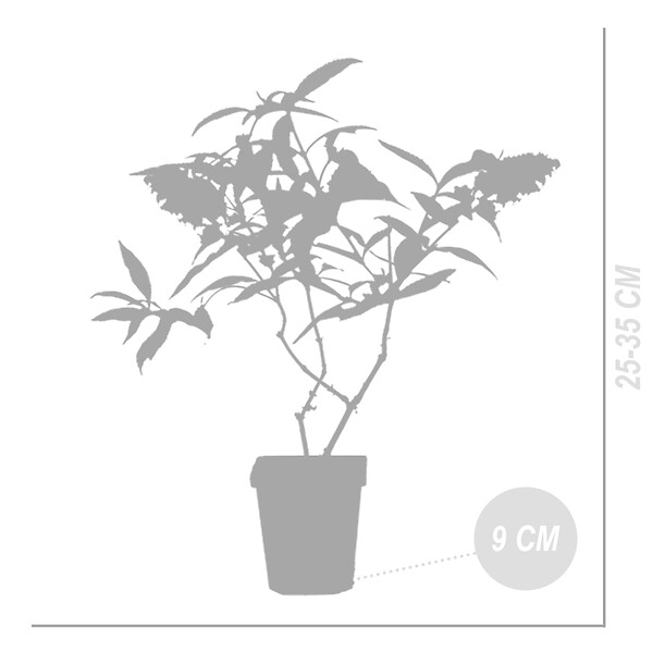 BLOOMIQUE - Lot de 3 - Buddleja Davidii - Arbre aux papillons - Rose, Violet, Blanc - H. 20-30 cm - P. 10,5 cm - large