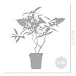 BLOOMIQUE - Lot de 3 - Buddleja Davidii - Arbre aux papillons - Rose, Violet, Blanc - H. 20-30 cm - P. 10,5 cm - vignette
