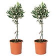 BLOOMIQUE - Lot de 2 - Olea Europaea - Olivier sur tige - Plantes de jardin - H. 30-40 cm - P. 14 cm - vignette