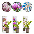 BLOOMIQUE - Lot de 3 - Magnolia Mix - Magnolia - Arbuste - Facile d’entretien - 20-25 cm - vignette