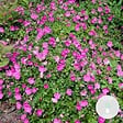 BLOOMIQUE - Geranium Sanguineum - Géranium sanguin - Rustique - Hauteur 10-20 cm - Pot 9x9 cm - vignette