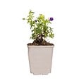BLOOMIQUE - Geranium Sanguineum - Géranium sanguin - Rustique - Hauteur 10-20 cm - Pot 9x9 cm - vignette