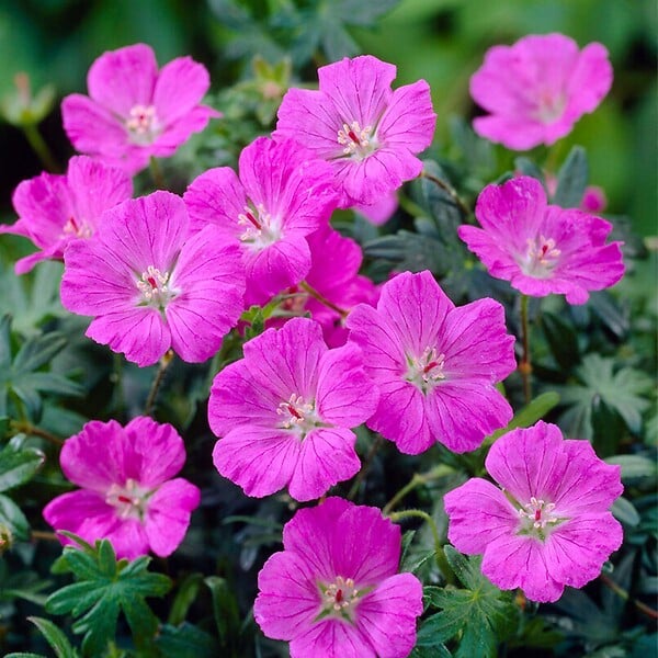 BLOOMIQUE - Geranium Sanguineum - Géranium sanguin - Rustique - Hauteur 10-20 cm - Pot 9x9 cm - large