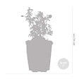 BLOOMIQUE - Geranium Sanguineum - Géranium sanguin - Rustique - Hauteur 10-20 cm - Pot 9x9 cm - vignette