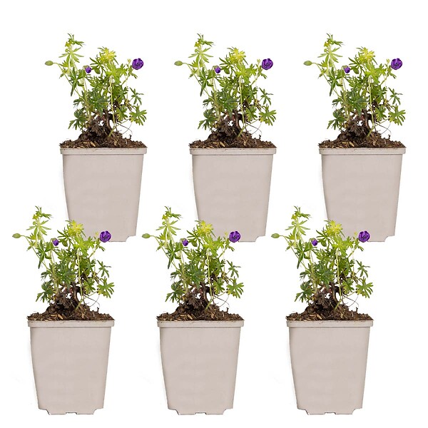 BLOOMIQUE - Lot de 6 - Geranium Sanguineum - Géranium sanguin - Rustique - Hauteur 10-20 cm - Pot 9x9 cm - large