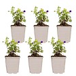 BLOOMIQUE - Lot de 6 - Geranium Sanguineum - Géranium sanguin - Rustique - Hauteur 10-20 cm - Pot 9x9 cm - vignette