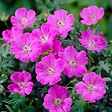 BLOOMIQUE - Lot de 6 - Geranium Sanguineum - Géranium sanguin - Rustique - Hauteur 10-20 cm - Pot 9x9 cm - vignette