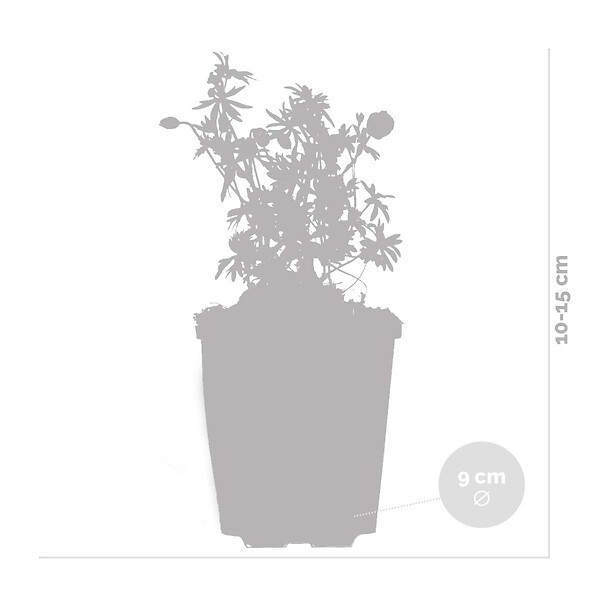BLOOMIQUE - Lot de 6 - Geranium Sanguineum - Géranium sanguin - Rustique - Hauteur 10-20 cm - Pot 9x9 cm - large