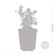 BLOOMIQUE - Lot de 6 - Geranium Sanguineum - Géranium sanguin - Rustique - Hauteur 10-20 cm - Pot 9x9 cm - vignette
